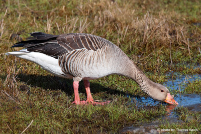 Greyleg goose bird drinks water