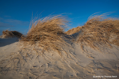 Dune landscape North Sea