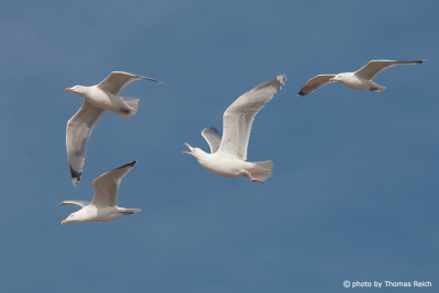 European herring gulls flying