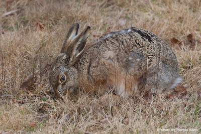 European Hare eating