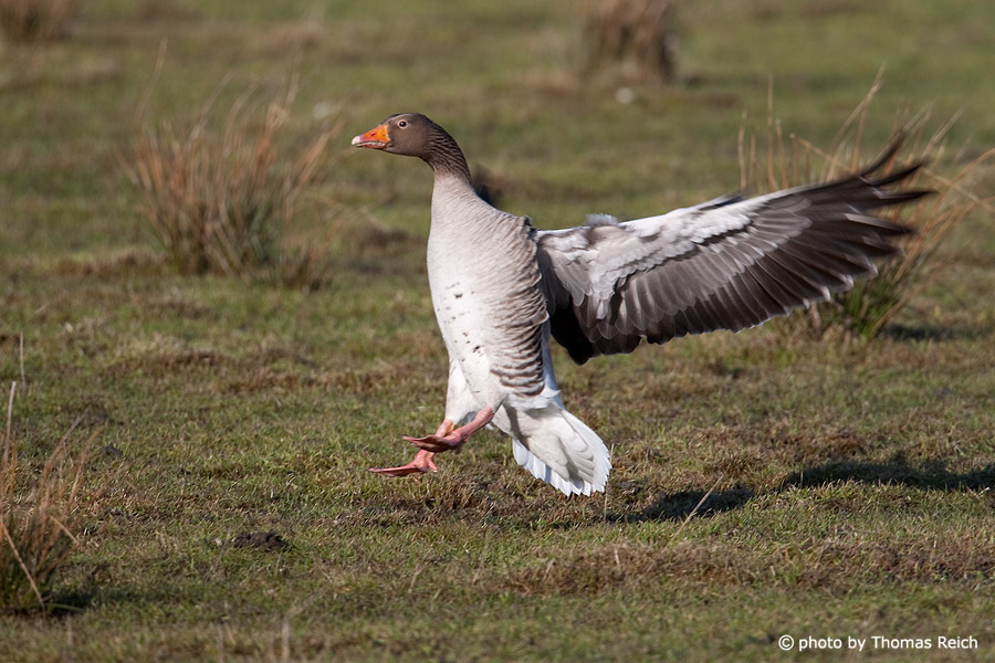 Landing Greylag Goose