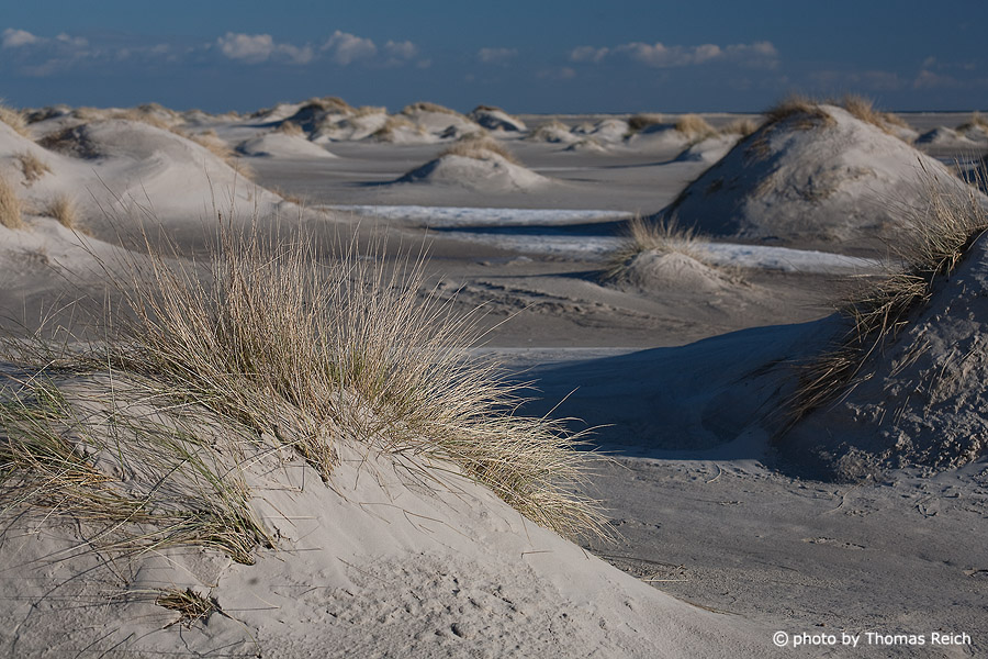 Dune landscape on Amrum