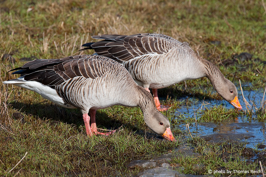 Greyleg geese drinking water
