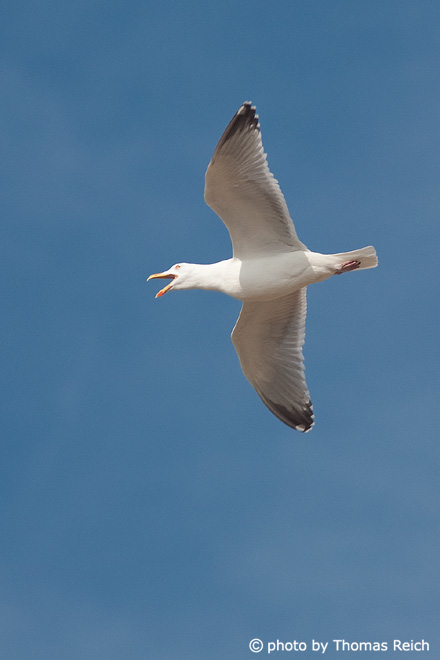 Calling Herring Gull in flight