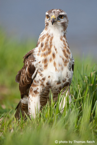 Common Buzzard stands on meadow