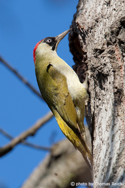 European Green Woodpecker breeding season