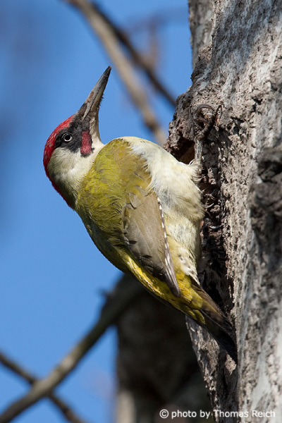 European Green Woodpecker plumage