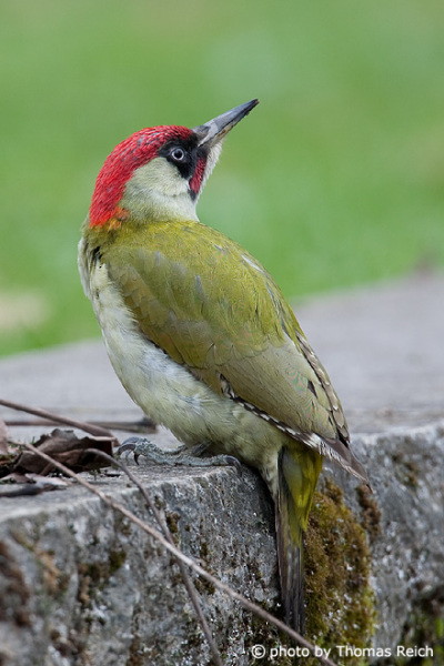 European Green Woodpecker wings