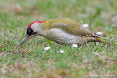 European Green Woodpecker in the garden