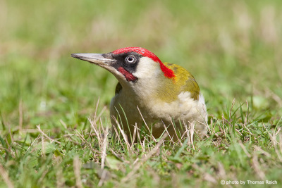 European Green Woodpecker red head