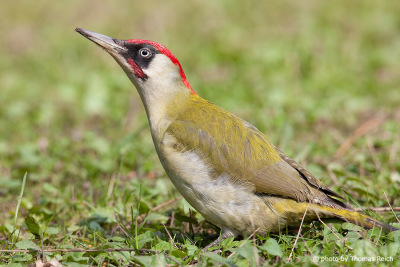 European Green Woodpecker bird
