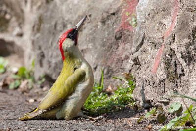 European Green Woodpecker in city park