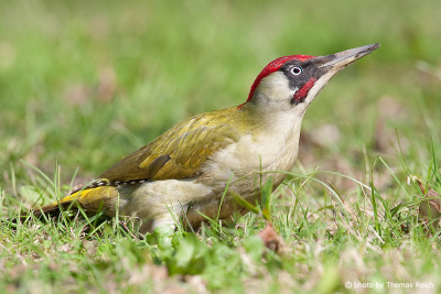 Male European Green Woodpecker in the grass