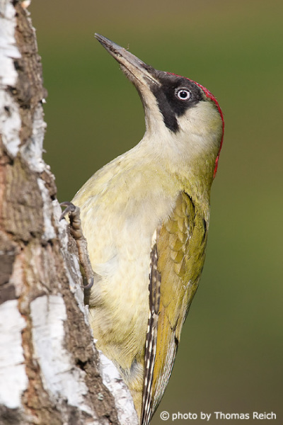 Female European Green Woodpecker at birch tree