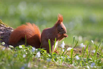 Red Squirrel in the garden