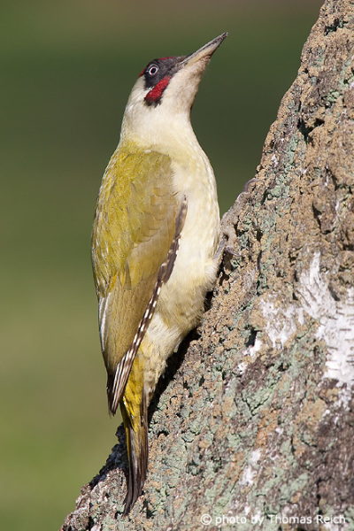 European Green Woodpecker male climbs
