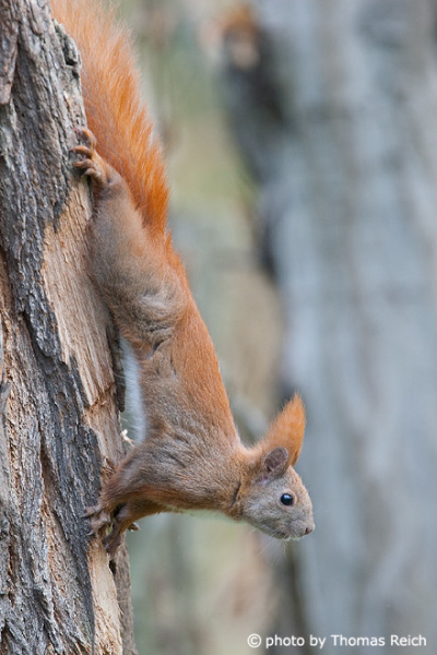 Image, Stock Photo Red Squirrel habitat in Germany | Thomas Reich ...