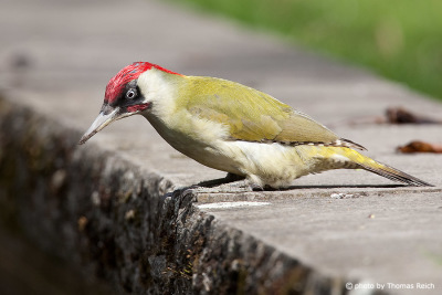 European Green Woodpecker in the city park