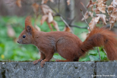 Red Squirrel looking for food