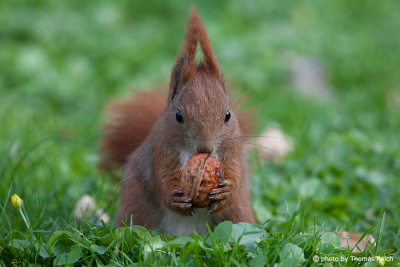 Red Squirrel with nut