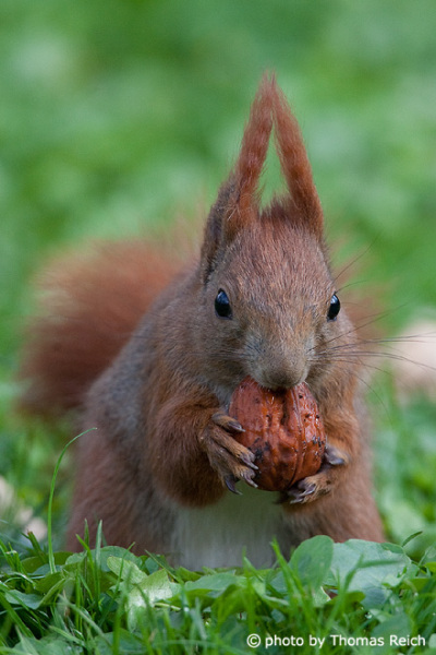 Red Squirrel diet wal nuts