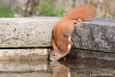 Red Squirrel drinking water