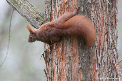 Red Squirrel climbing