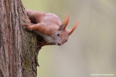 Red Squirrel habitat in Germany