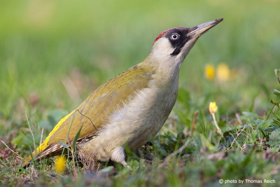 European Green Woodpecker female in the grass