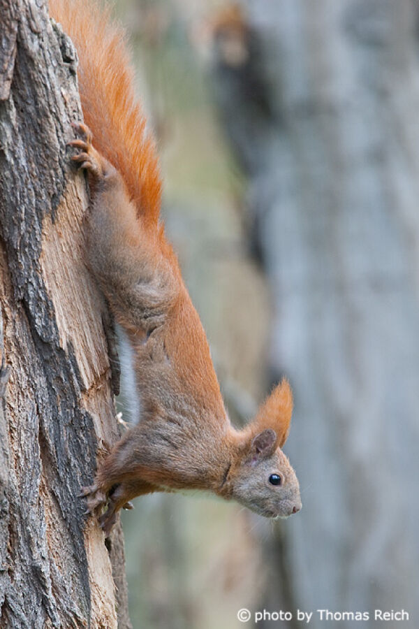 Red Squirrel climbing tree