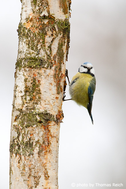 Blue Tit climbing at birch tree