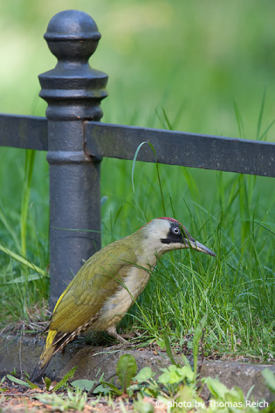 European Green Woodpecker in the park