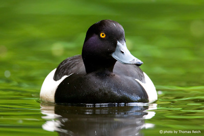 Tufted Duck in the pond