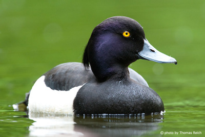 Tufted Duck male