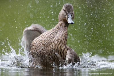 Mallard duck female cleaning plumage