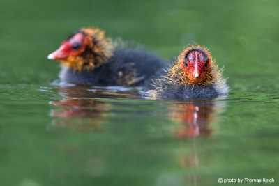 Junge Blässhühner schwimmen