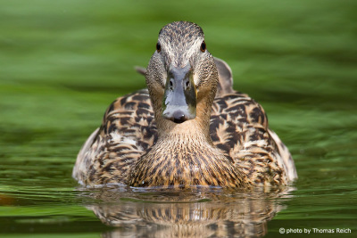 Mallard duck female from the front