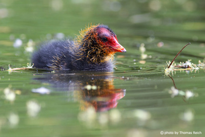 Eurasian Coot chick with red beak