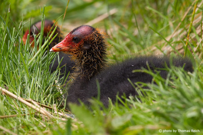 Young Eurasian Coot sitting in the grass