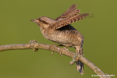 Eurasian Wryneck cleaning wings