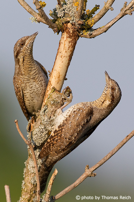 Wendehals Männchen und Weibchen beim Balzen