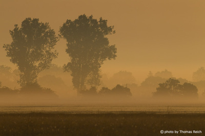 Morning fog, Havelland Brandenburg