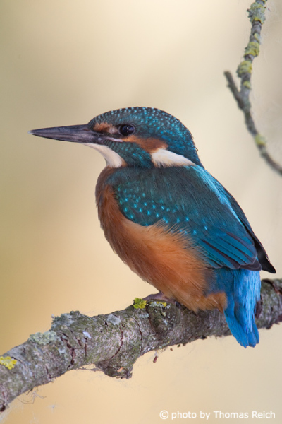 Juvenile Common Kingfisher in Germany