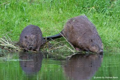 Beaver drinking water