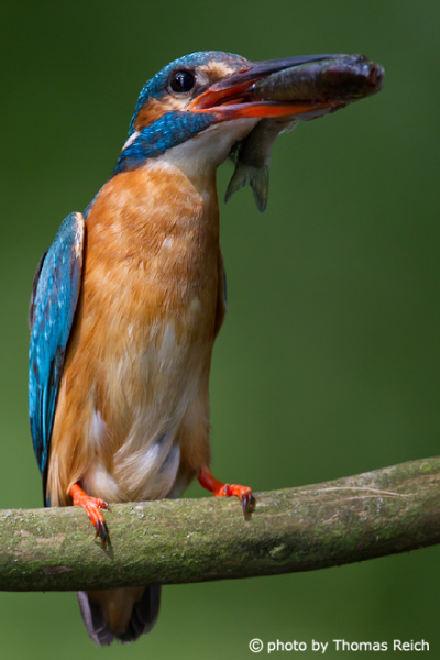 Common Kingfisher with hunted fish
