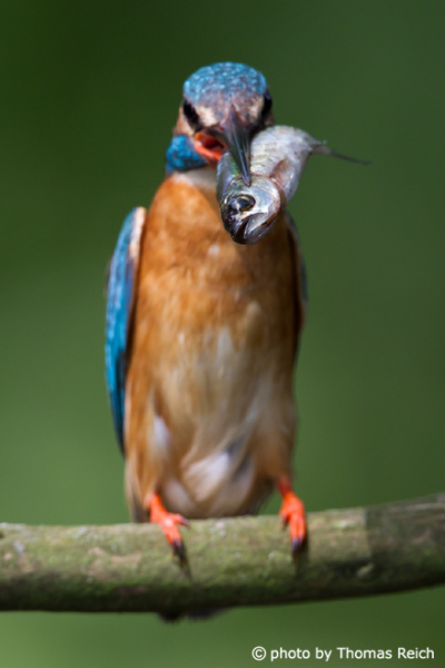 River Kingfisher with fish frontal view