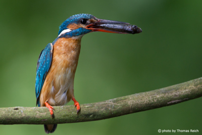 Nutrition Common Kingfisher