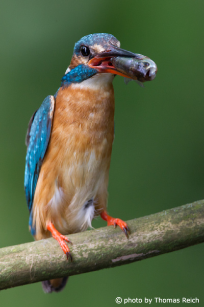 River Kingfisher diet