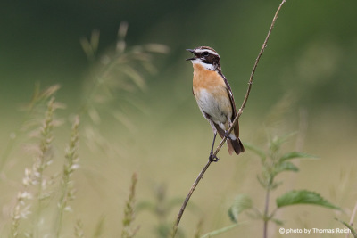 Whinchat call and noise