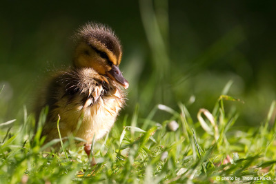 Mallard duckling Baby chick